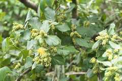 Antidesma ghaesembilla